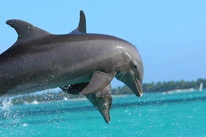 Delfiner vid Dominikanska Republiken