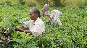 Kvinnor på teplantage