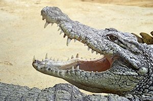Krokodil i Gambia